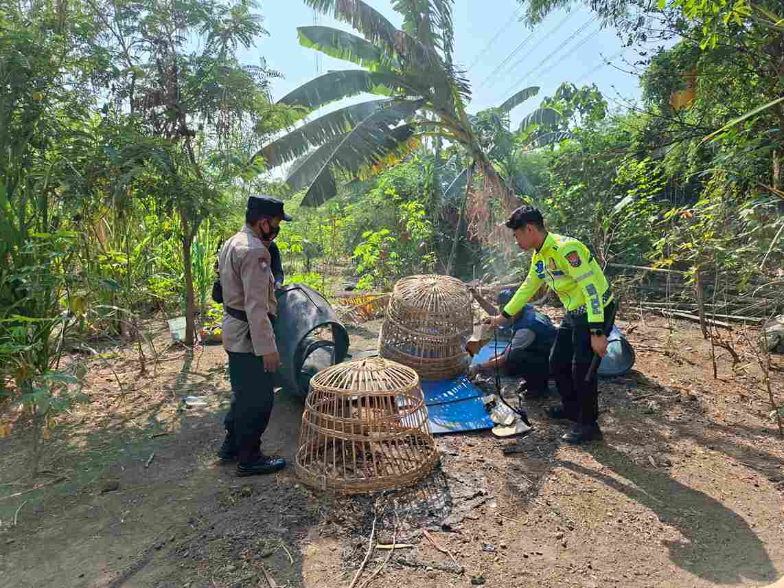 Arena Sabung Ayam di Desa Bungurasih